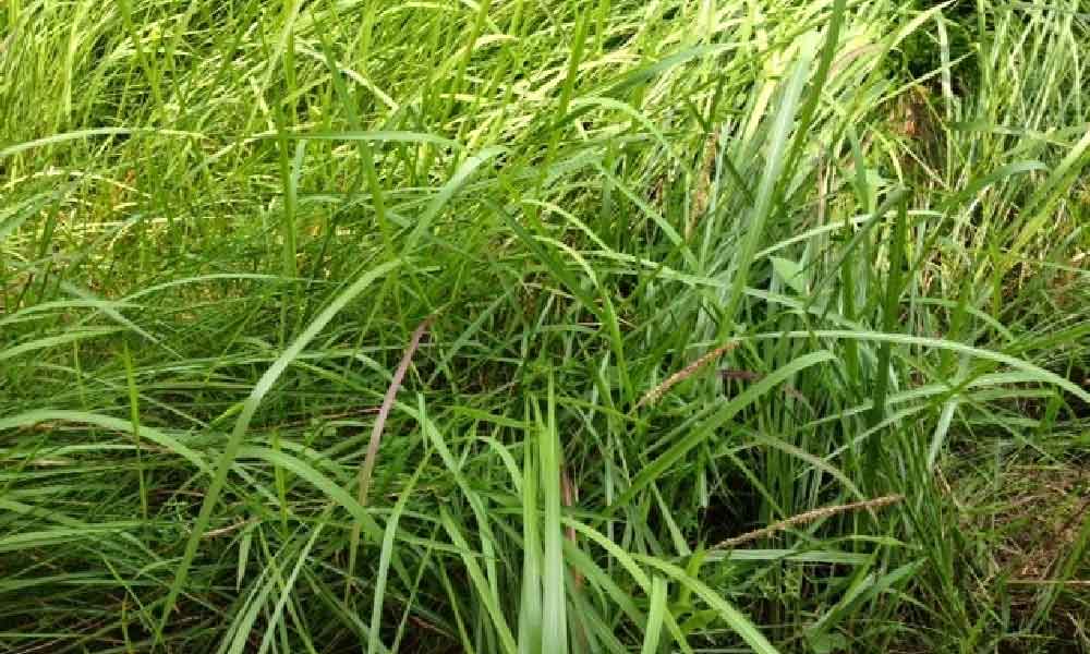 Serabut rumput dan lalang tumbuh melata, boleh cuba tip ini, tak perlu keluar kos tinggi