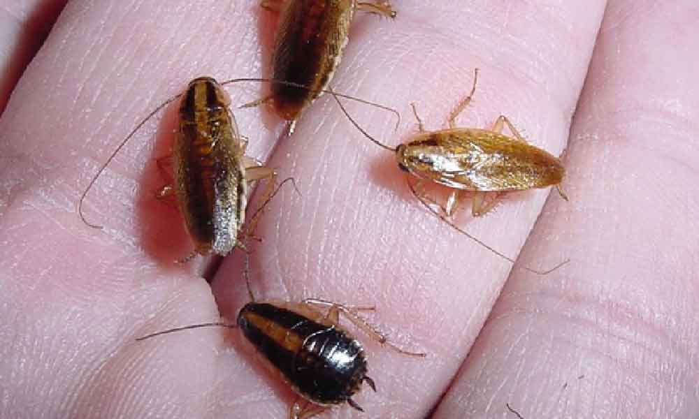 Baru tahu, ini cara pantas halau lipas keluar dari kereta, pasti menjadi!