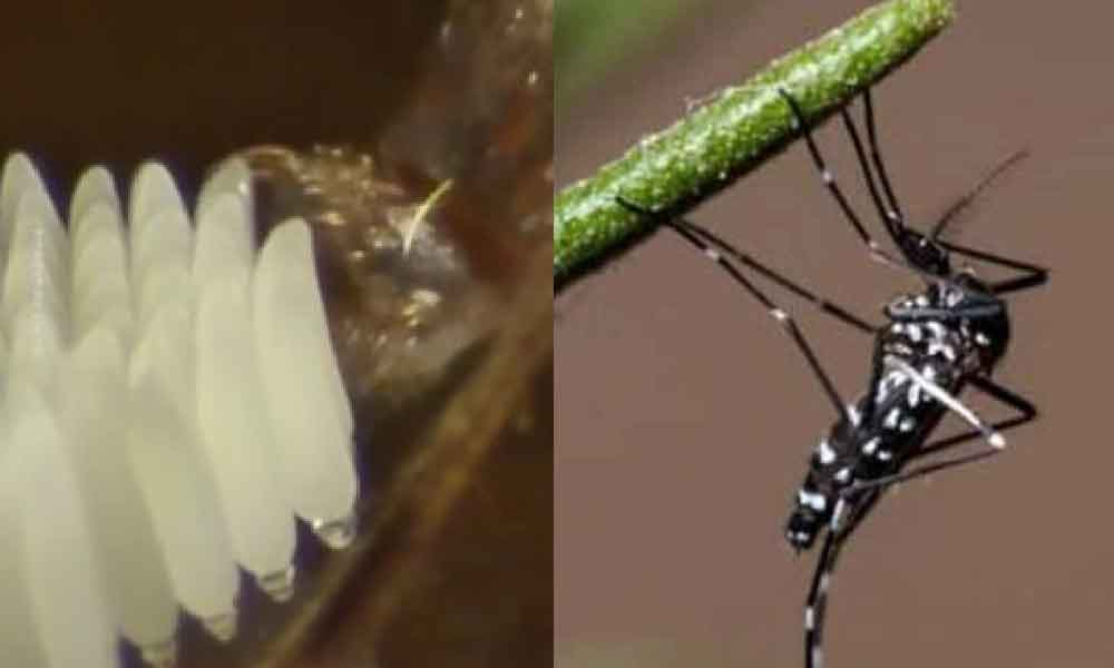 Macam ini rupanya nyamuk bertelur, rupa bentuk telur macam beras!