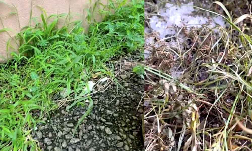 Guna je 3 bahan ini, pasti cepat mati rumput, tak perlu dah guna racun