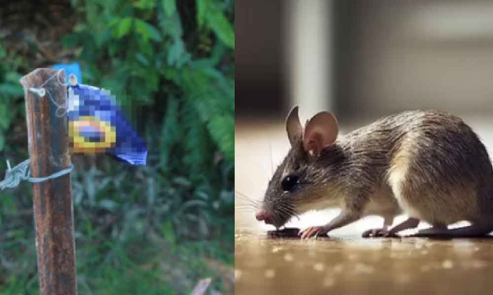 Ini teknik rawatan paling cepat kalau termakan racun tikus