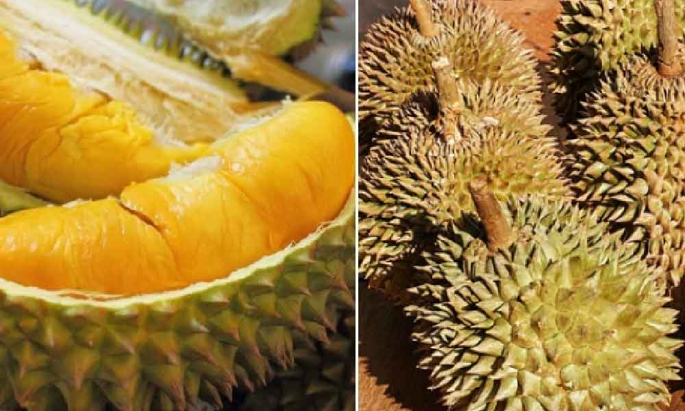 5 tips cara pilih Raja Segala Buah supaya balik rumah tak sakit hati