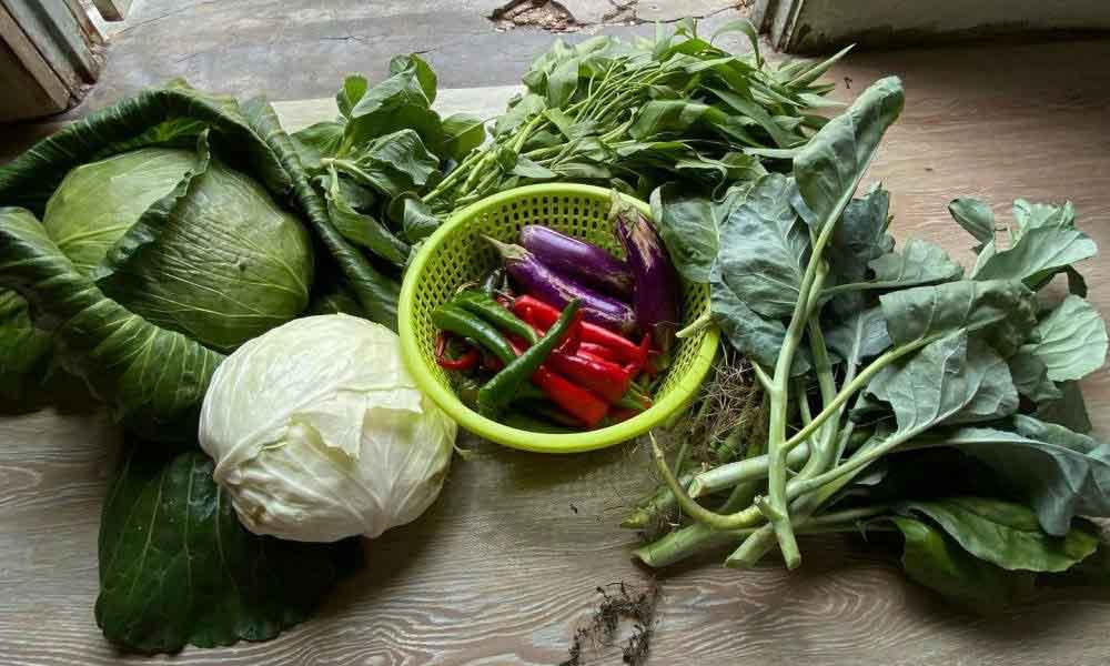 Puas hati tengok sayur gemuk-gemuk bila tanam belakang rumah, lagi puas hati tak keluar modal pun, ini caranya