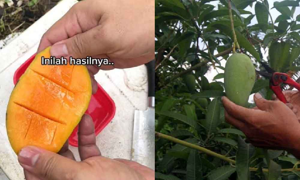 Hanya dengan 'asapkan' pokok, rupanya ini petua mangga berbuah manis setiap tahun