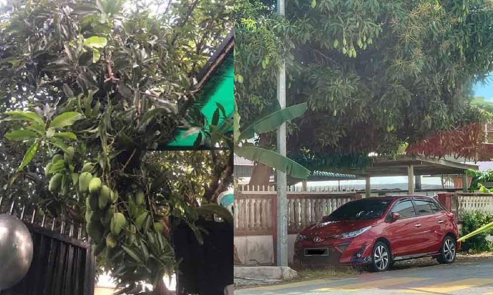 Cat rosak gara-gara parking bawah pokok, ini cara elak getah pokok mangga ramai tak tahu
