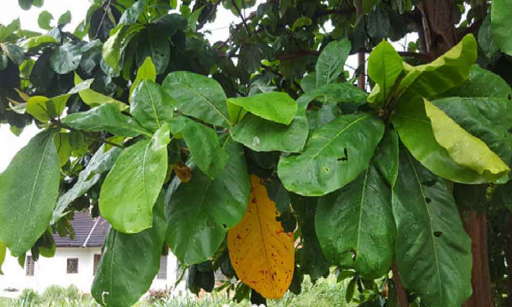 “Jualan meletop!” Bermodalkan daun ketapang dikutip tepi jalan, lelaki berjaya jadi jutawan