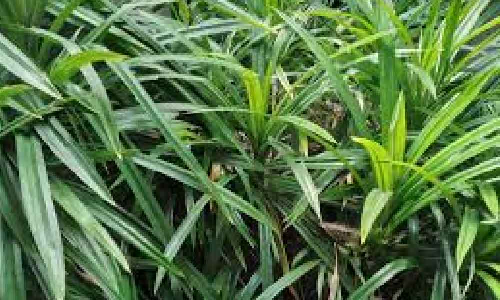 Nak simpan daun pandan hijau tak layu sampai berbulan lamanya? Ini cara ramai mak-mak nak tahu