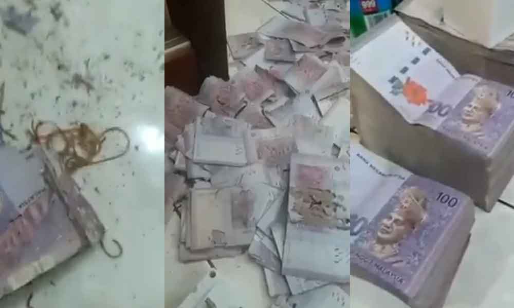 Warga emas berputih mata, duit RM300,000 dalam tabung milo dimakan anai-anai