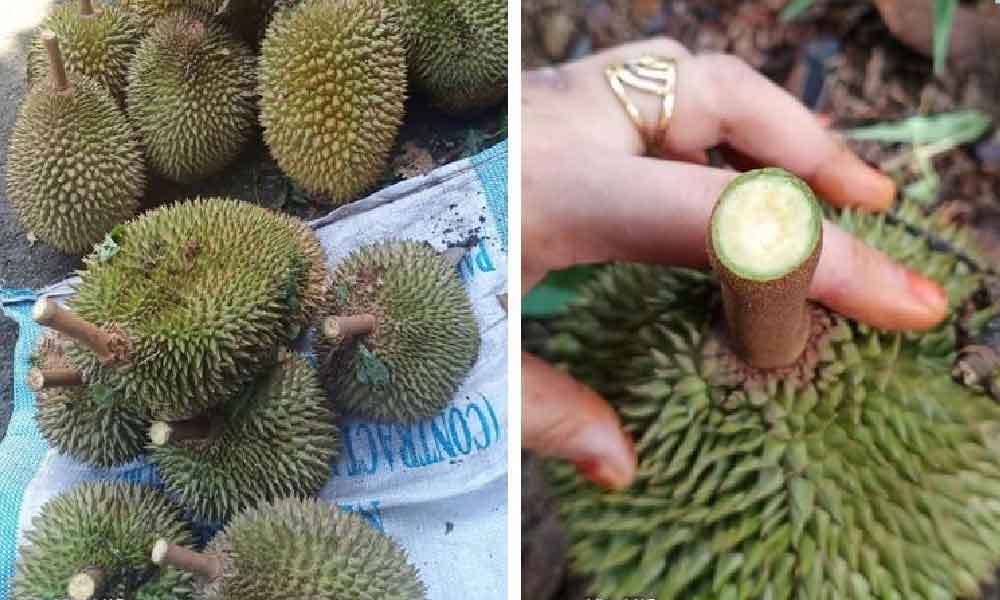 Anak pekebun kongsi tip penting pilih durian ! Baru berbaloi beli walaupun mahal