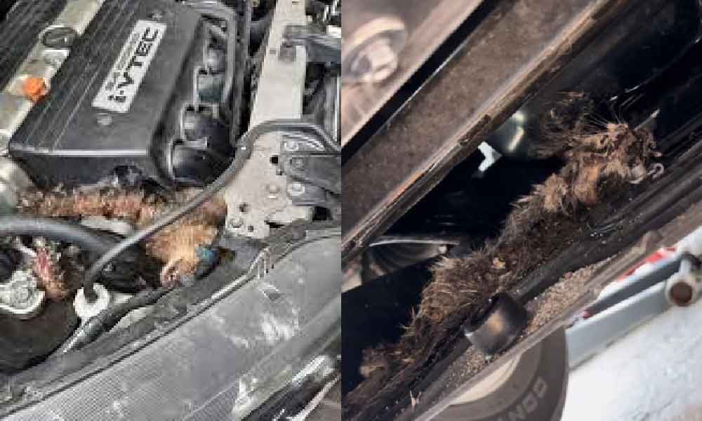 Ramai pemilik kenderaan buat benda ini tanpa sedar, jadi punca haiwan kerap masuk dalam enjin