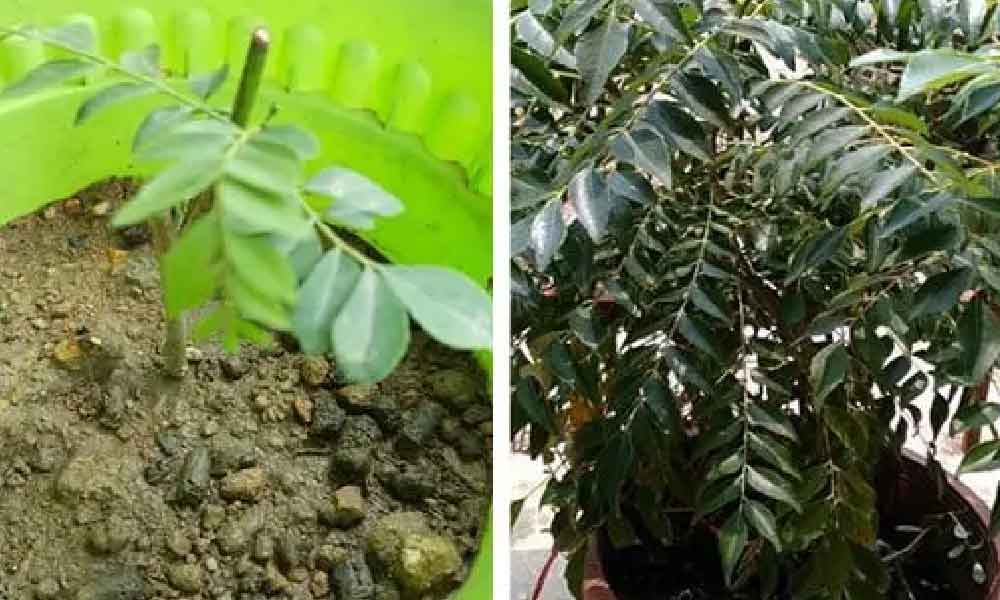 Tip tanam pokok kari di rumah dengan cara yang mudah
