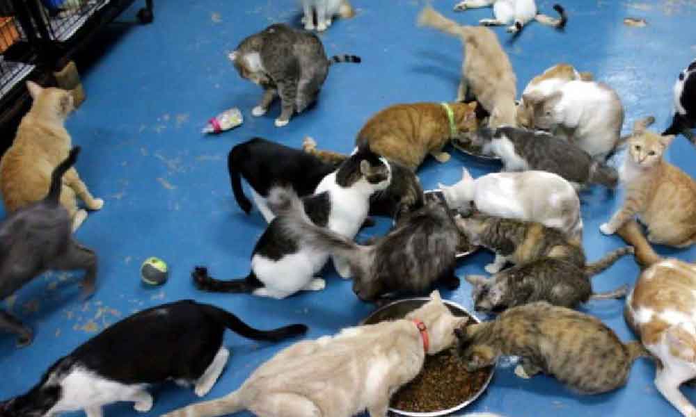 Cari anak kucing jalanan konon nak dipelihara, rupanya nak jadikan santapan haiwan eksotik