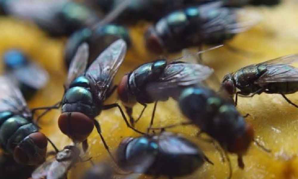 Ini tip penting nak halau lalat di rumah hanya guna bahan dekat dapur sahaja!