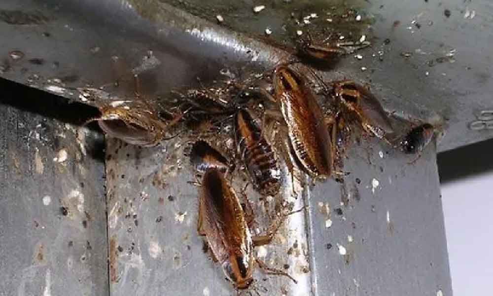 Lipas banyak di dapur, letak 4 bahan masakan ini confirm tiada satu pun tinggal