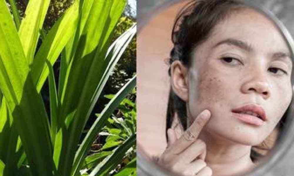 Ramai tak tahu daun pandan banyak khasiat pada kulit salah satunya untuk muka