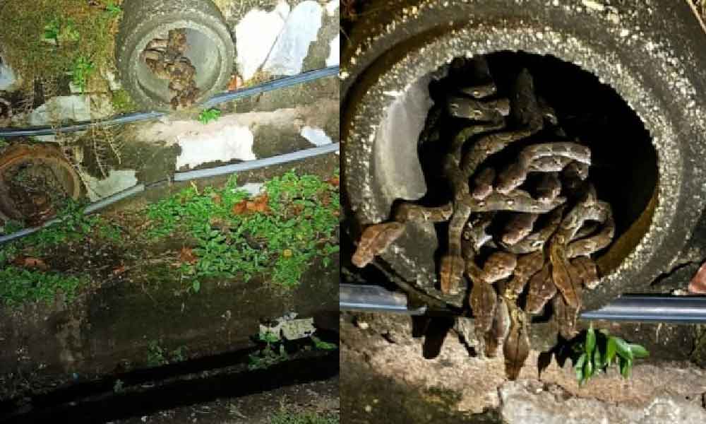 Shah Alam digemparkan dengan penemuan longgokan Ular Sawa dalam longkang