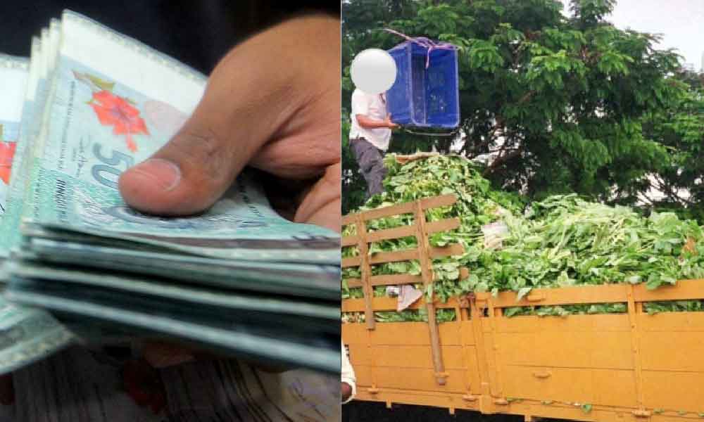 Hidup mengalahkan orang kerja kerajaan, setiap hari duit masuk RM200 ini petuanya