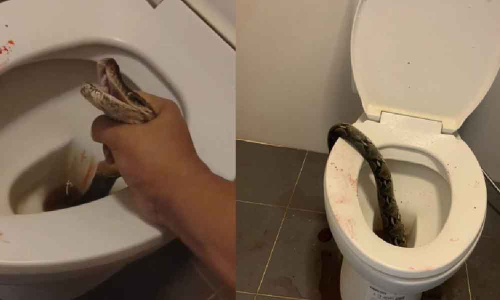 Kecoh kes kemaluan lelaki digigit ular dari lubang 'jamban', ini cara elak halang reptilia masuk rumah