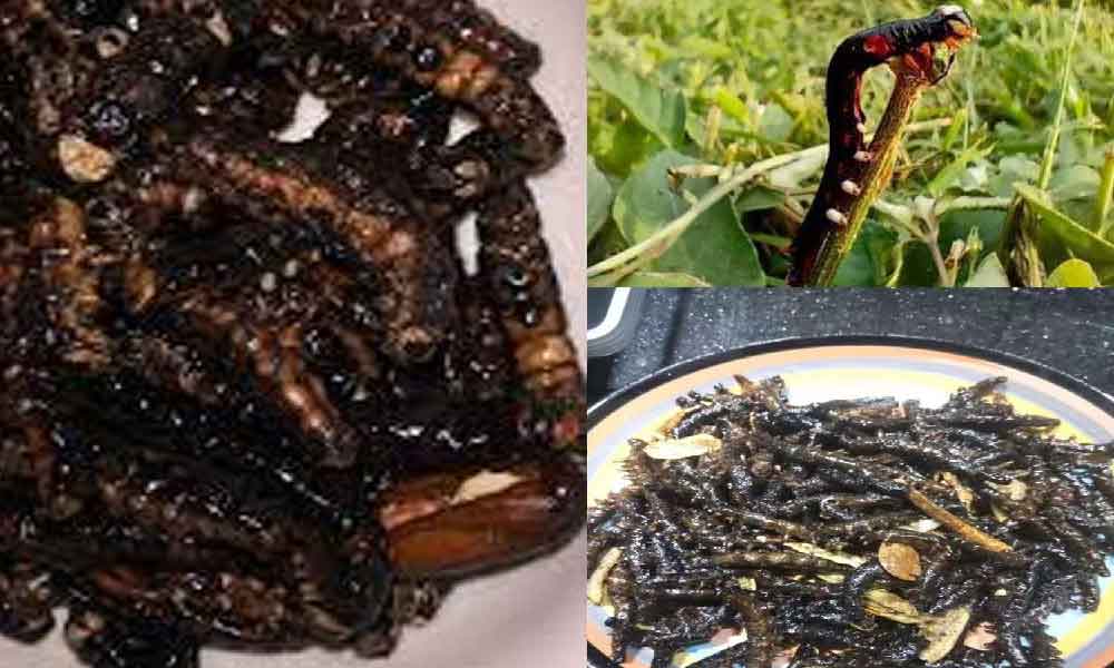 Berebut kutip ‘ulat kayangan’ atas jalan di Sarawak, harga sama mahal dengan daging wagyu