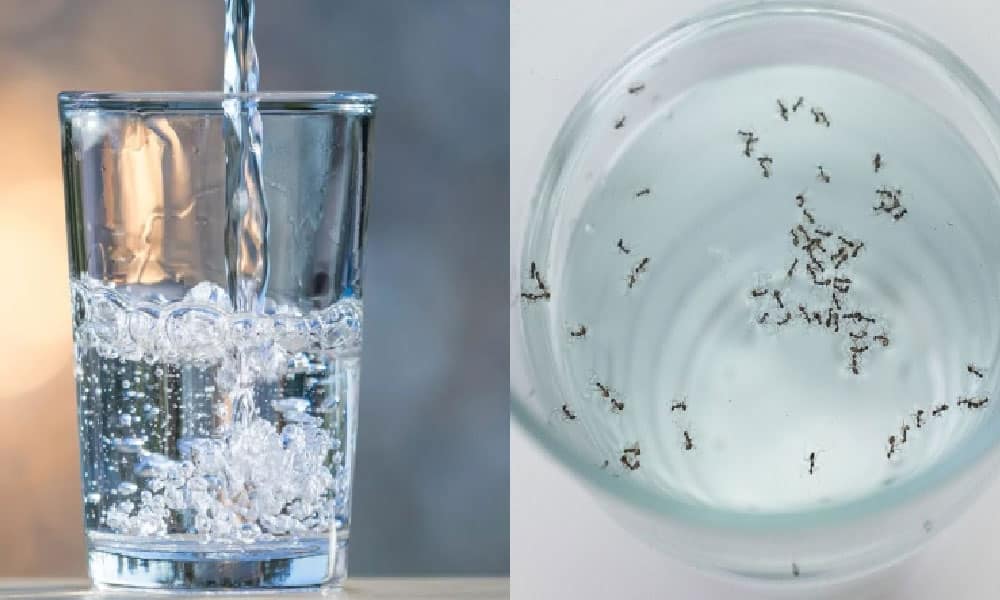 Baru tahu rupanya haram minum air ada semut! UAI jawab sebabnya