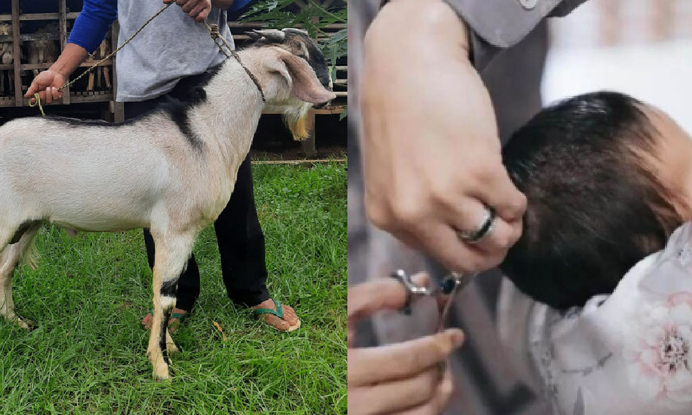 Betul ke anak buas sebab tak buat Aqiqah? Ini jawapan Ustaz