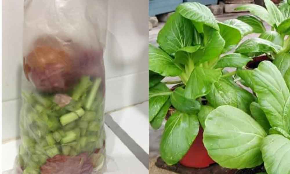 Cara untuk buat sendiri baja untuk suburkan tanaman hanya guna sisa makanan je