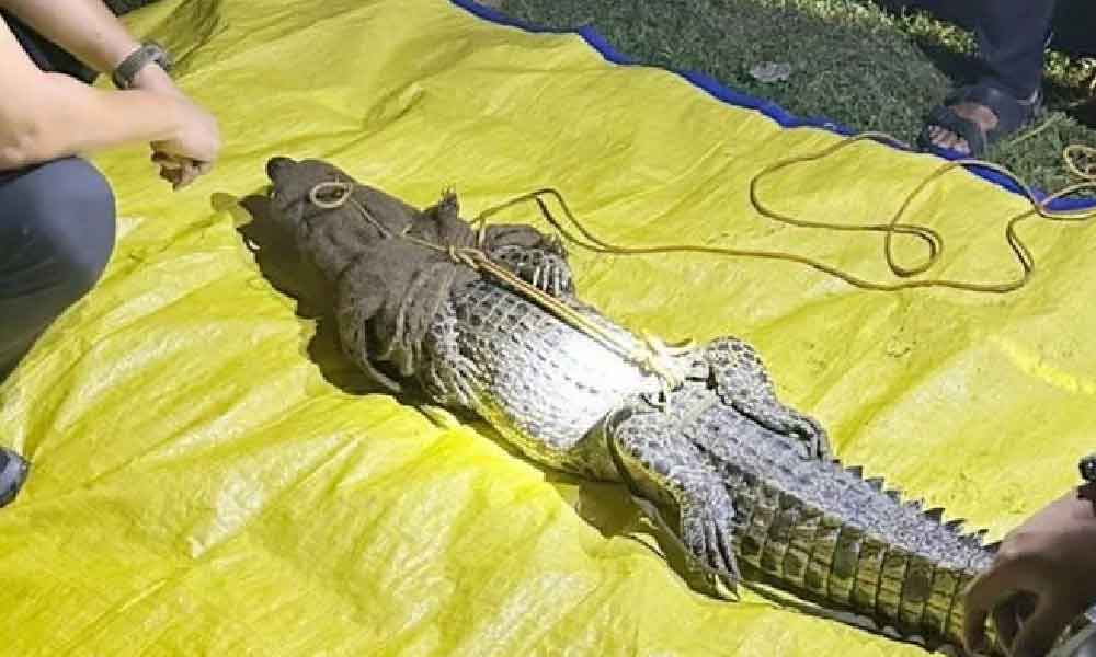 Tak sampai 24 jam, sang bedal kecundang akhirnya berjaya ditangkap