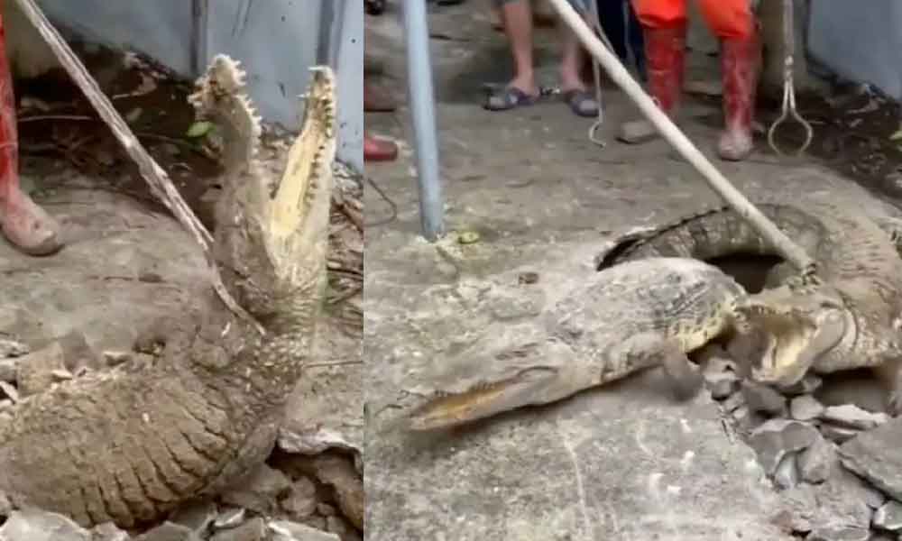 'Jangka sangka lantai yang keras tiada buaya' Kecoh penemuan buaya bawah lantai simen