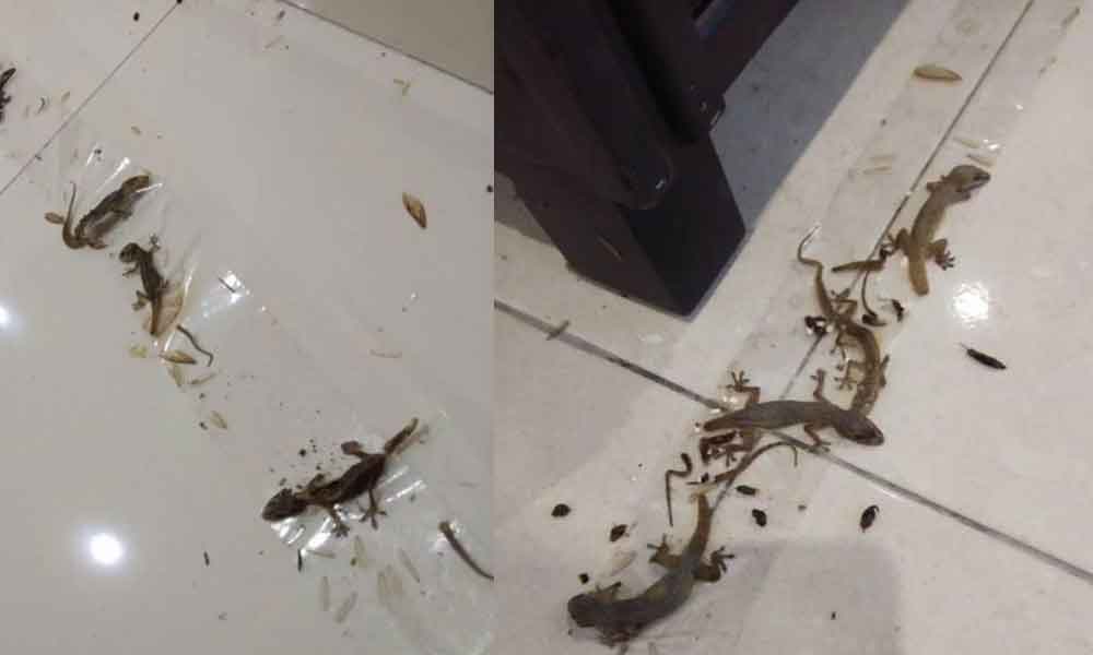 Cara DIY perangkap cicak ini juga yang paling berkesan