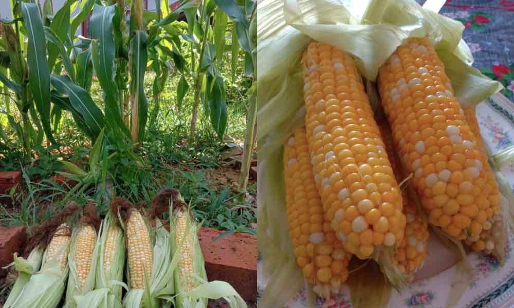 Tetua tanam jagung sendiri dengan cara paling mudah dan menjadi