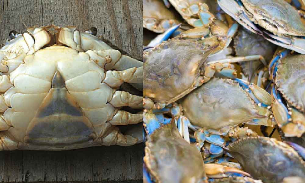 Rupanya ada cara nak pilih ketam yang berisi padat dan penuh telur!