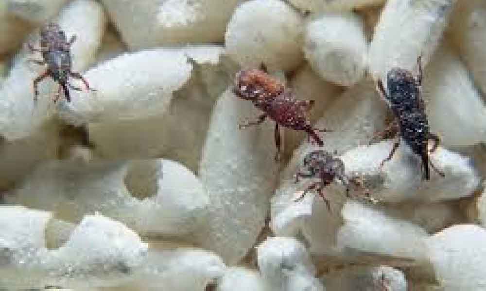 7 cara nak hilangkan kutu beras banyak sangat , guna bahan di rumah sahaja!