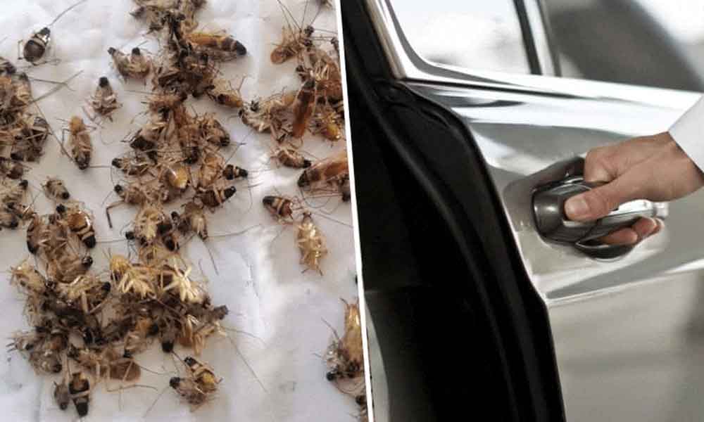 Bengang kereta penuh lipas, lelaki ini kongsi cara ‘confirm’ jadi