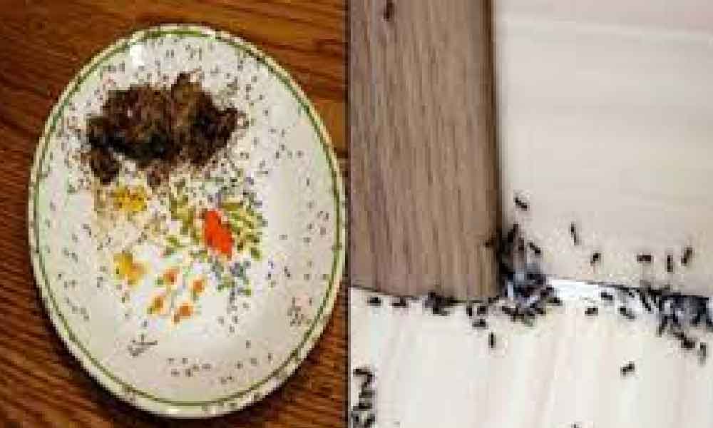 9 cara halau semut di rumah, guna bahan ini saja, confirm semut lari