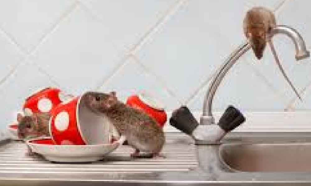 Cara berkesan halau ‘cik ti’ di dalam rumah, hanya 5 bahan di dapur