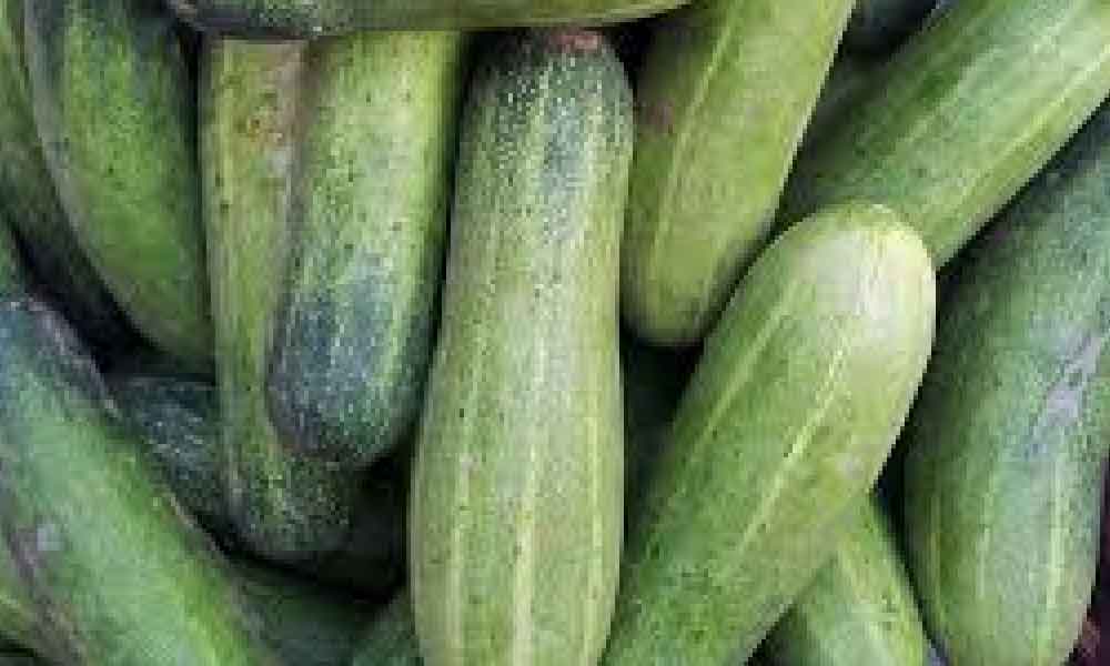 Rupa sama tapi rasa berbeza, baru tahu nak beli timun pun kena ada ilmu, bukan main ambil je!