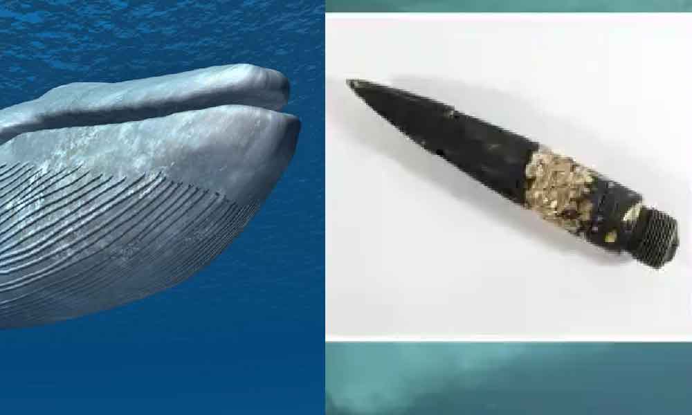 Temui serpihan tombak pada tubuh ikan paus, pakar percaya usia Mamalia ini lebih 130 tahun