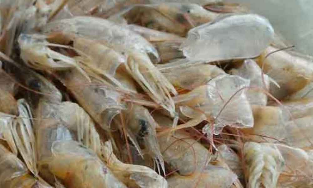 'Tolonglah jangan buang..' Ini khasiat disebalik kulit udang menurut doktor