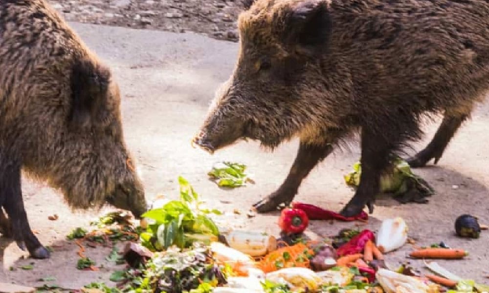 10 cara halau babi dari merosakkan kebun, no.2 tu ramai tak berani buat