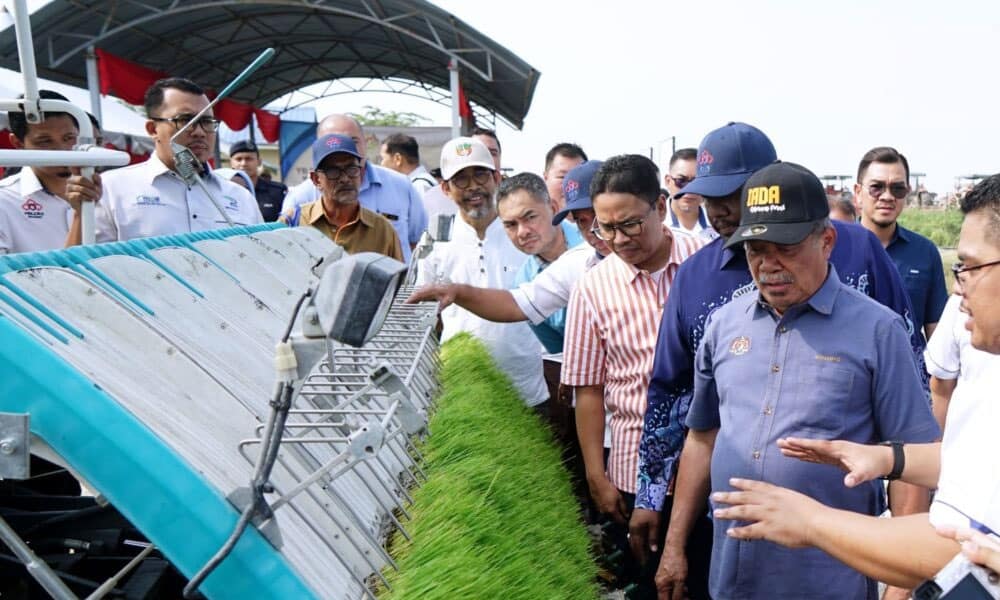 Bekalan beras putih tempatan menunjukkan tanda pemulihan berikutan tuaian padi hujung tahun oleh Lembaga Kemajuan Pertanian Muda (MADA). Menteri Pertanian dan Keterjaminan Makanan, Datuk Seri Mohamad Sabu, mengesahkan bahawa permintaan terhadap beras tempatan meningkat setelah harga beras import melonjak, menyebabkan berlakunya pembelian panik di kalangan pengguna baru-baru ini. Beliau menjelaskan bahawa usaha sedang dijalankan untuk memastikan bekalan beras tempatan mencukupi, walaupun tahap sara diri negara hanya mencapai 65%. “Cuma sekarang punca beras kita tidak mencukupi kerana tahap sara diri negara baru 65 peratus dan masih 35 peratus lagi belum mencukupi,” katanya. Beliau menambah, MADA baru sahaja menyiapkan tuaian padi, dan proses seterusnya melibatkan penjemuran dan pengilangan sebelum beras dapat tersedia di pasaran. Dalam lawatan kerjanya ke Kebun Komuniti AU2 Taman Keramat, Mohamad juga menegaskan perubahan pola pembelian pengguna, yang kini lebih cenderung kepada beras tempatan berikutan penghentian eksport beras oleh India. Menteri tersebut turut menyentuh tentang isu keterjaminan makanan yang berterusan, menyatakan bahawa masalah bekalan makanan seperti ayam, telur, dan kemungkinan kekurangan bawang juga perlu diberi perhatian. “Masalah membabitkan makanan ini tidak akan berkesudahan dan bekalan beras masih ada gangguan,” ujarnya. Menurutnya, pihak kementerian akan terus memantau situasi ini untuk memastikan keperluan makanan rakyat dapat dipenuhi dengan sebaik mungkin.