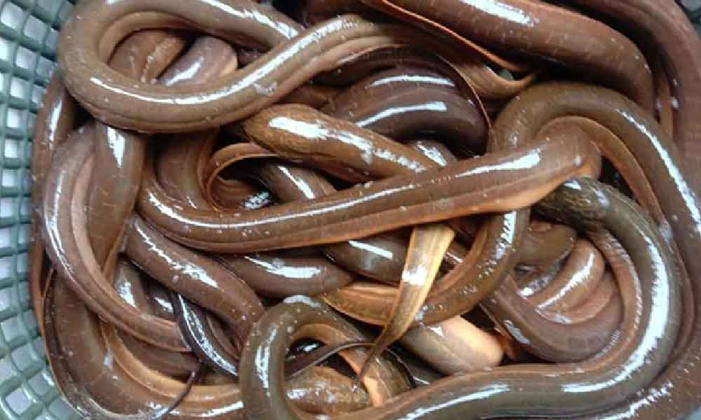 Ini cara betul bersihkan belut, senang rupanya nak hilangkan bau hanyir dan lendir