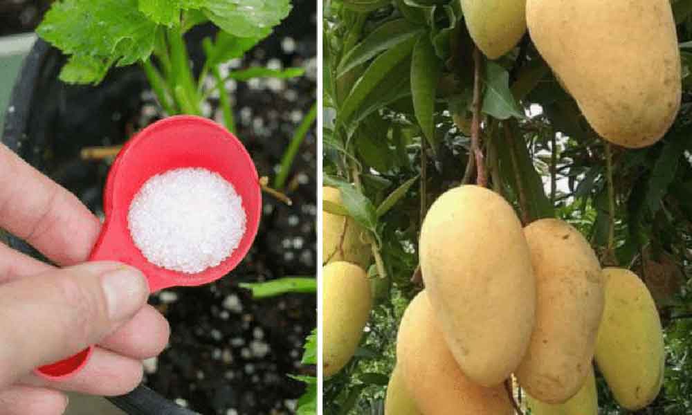 Nak hasilkan buah manis? Rupanya kena campur dua bahan ini