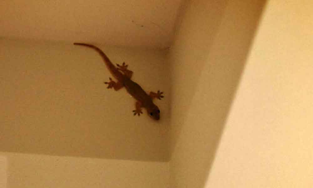 4 petua mudah halau cicak dari berkampung di rumah pasti jadi!