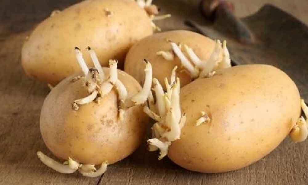 Baru tahu rupanya tak boleh makan kentang yang dah bertunas, ini kesan kepada tubuh badan manusia