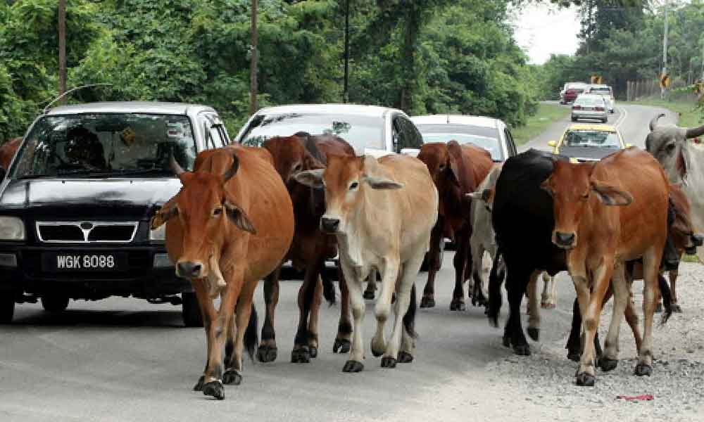 Tak boleh suka hati ambil lembu berkeliaran tanpa tuan, peguam ini ajar cara heret pemilik ke mahkamah