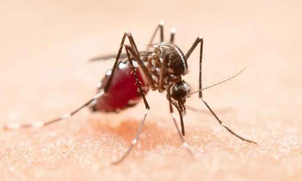 Memang jimat hanya guna dua jenis daun ini untuk halau nyamuk...