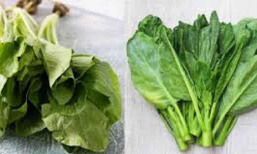 Ramai tertipu dengan rupa, ini perbezaan sayur sawi dan kailan