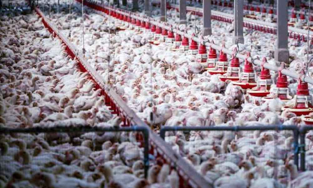 Kartel ayam gagal tangguh bayar denda RM70 juta