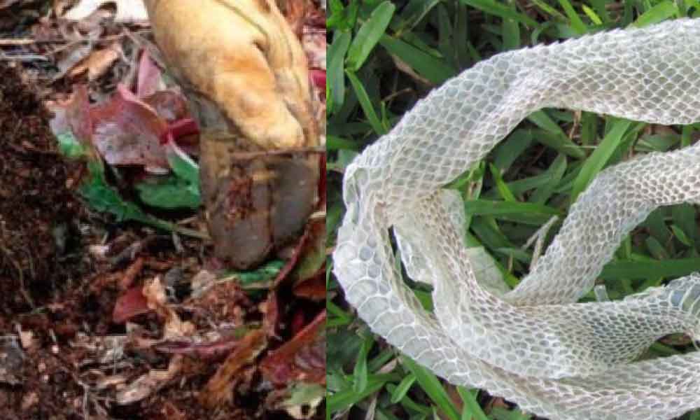 Cara mudah kenal pasti kewujudan sarang ular, pastikan ada 3 ciri ini