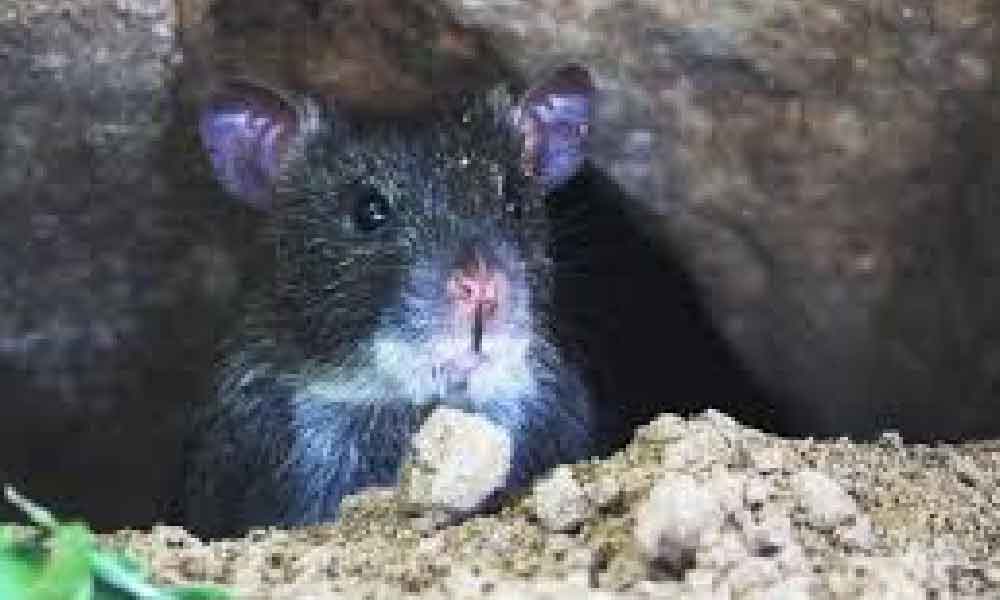 Senang je rupanya nak halau tikus, jangan skip langsung 3 bahan ini